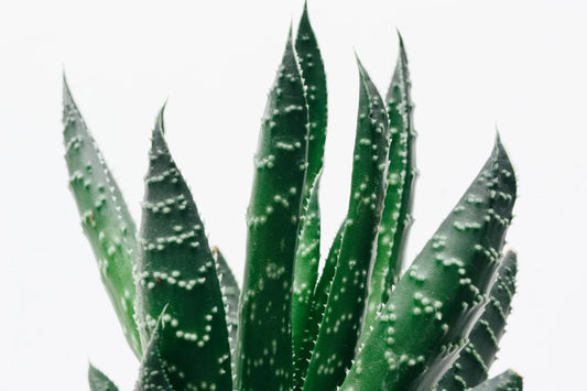Aloe vera-plante mod hvid baggrund